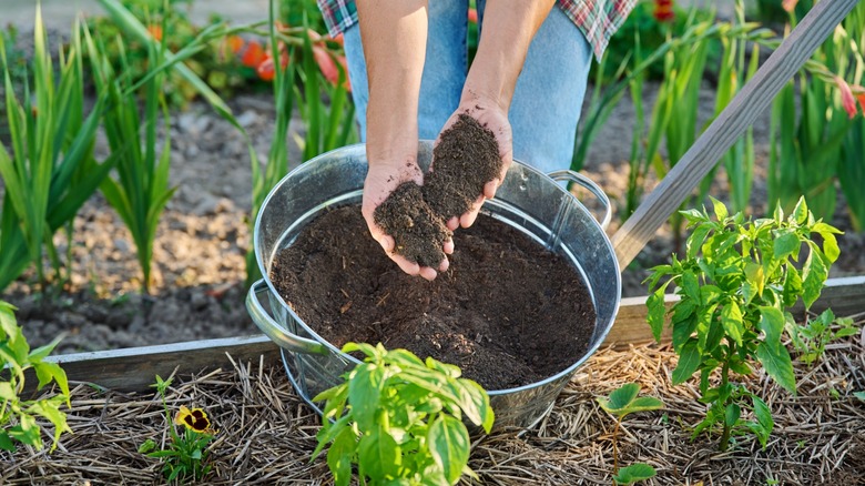 hands spread fresh compost over garden plot