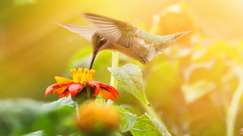 Hummingbird on a flower