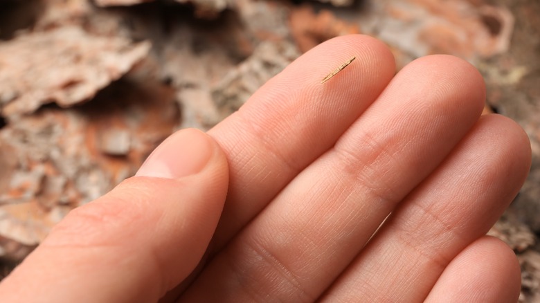 Splinter in finger
