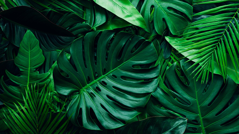 Large plant leaves