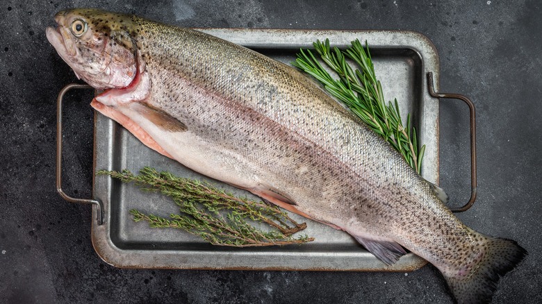 Top-down view of a whole, raw trout