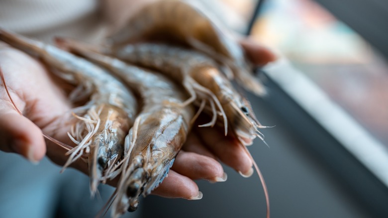 hands hold fresh-caught shrimp