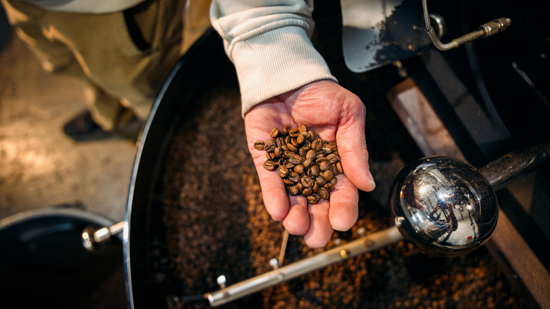 Hand holds coffee beans above roaster