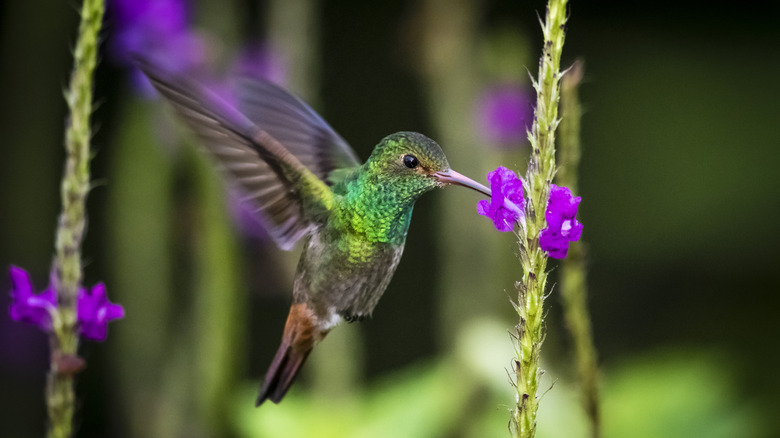 A green hummingbird drinking nectar from a small purple flower