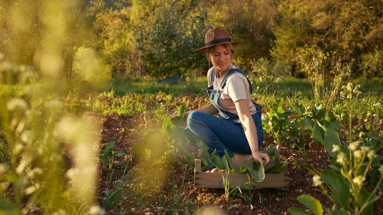 The Classic Vegetable You Need To Plant Early For A Robust Summer Harvest