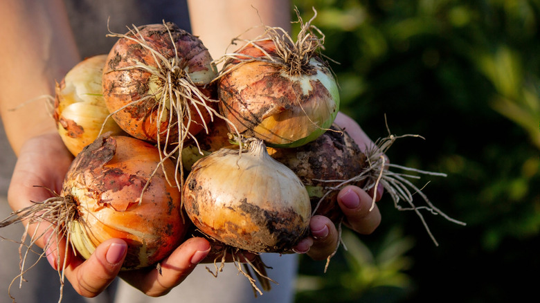 dirty hands holding freshly harvested onions