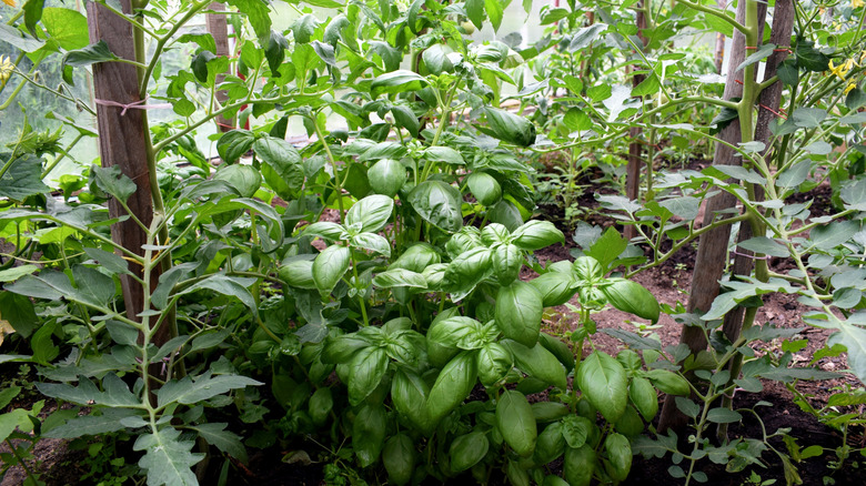 Basil and tomatoes being grown together