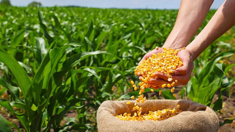 Someone in a cornfield pouring corn from their cupped hands into a burlap sack