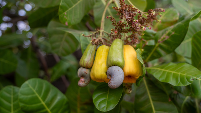 raw cashew nuts in green yellow fruits on tree