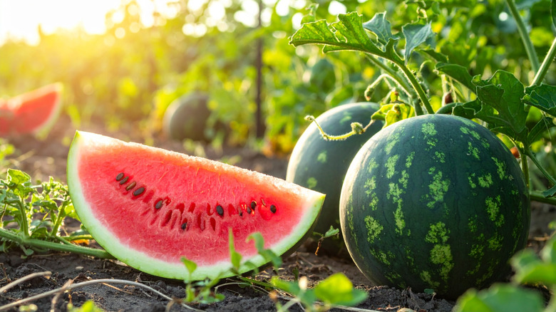 A slice of watermelon sitting on the ground next to two watermelons on the vine
