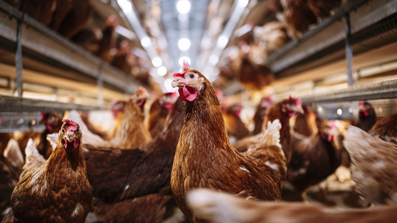 Chickens at an egg farm