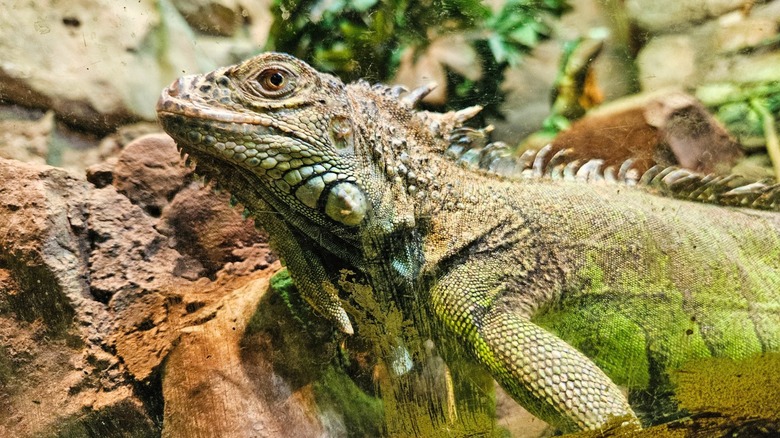 green iguana with rocks and leaves