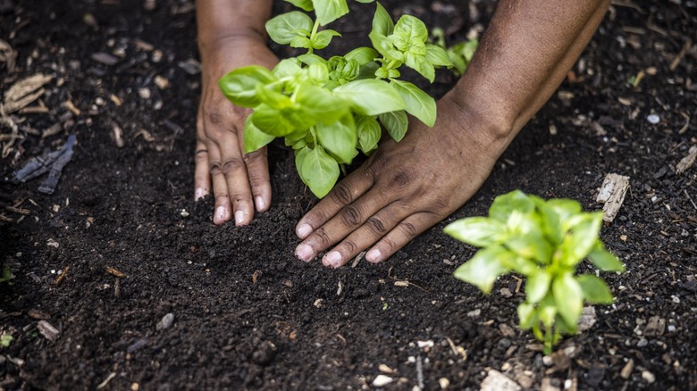 hands planting veggies in soil