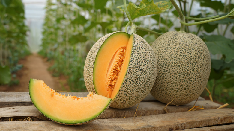 Sliced cantaloupe and cantaloupe on the vine