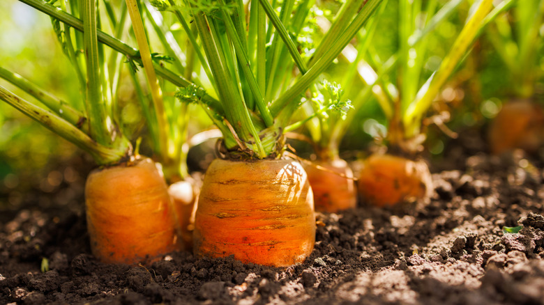 Close-up of carrots growing in soil