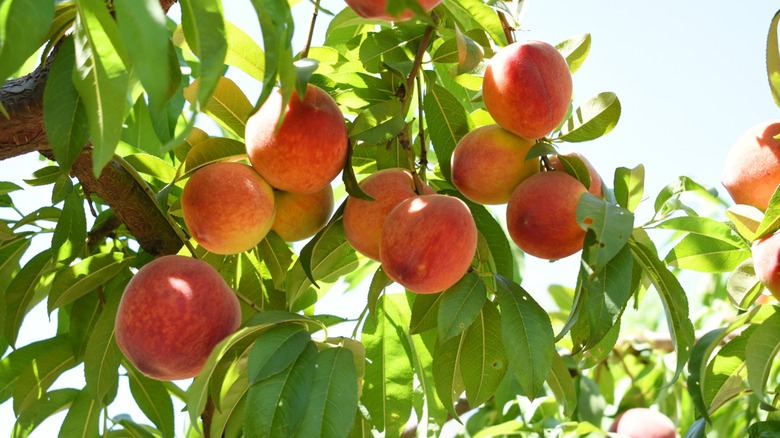 ripe peaches hang from tree branches