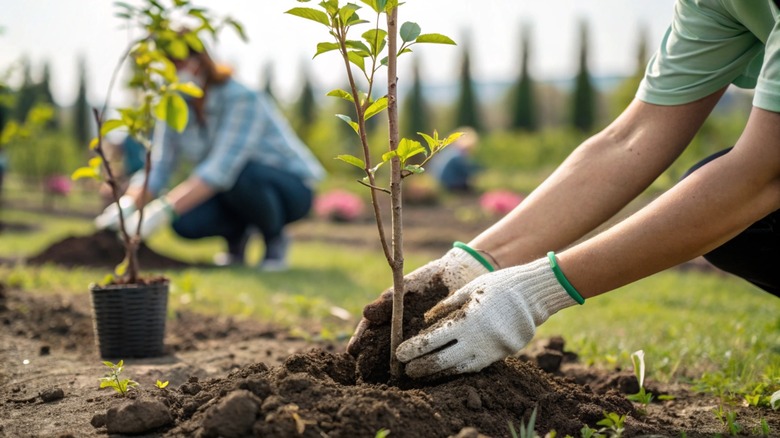 planting trees in garden