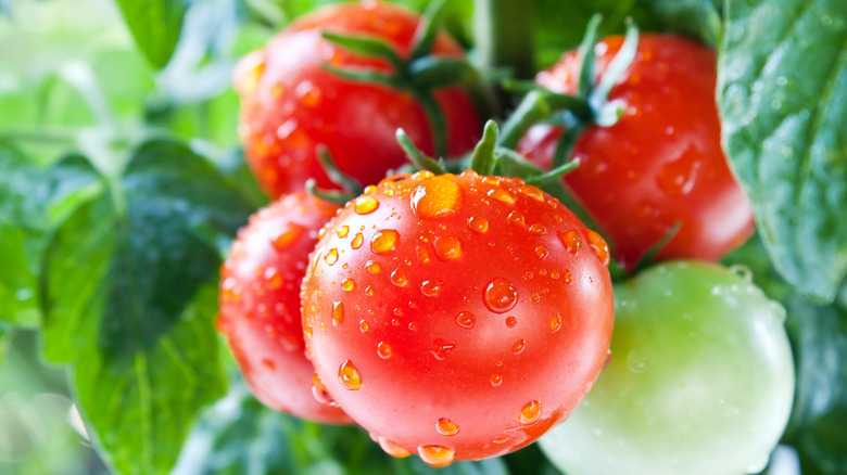 Cherry tomatoes on the vine