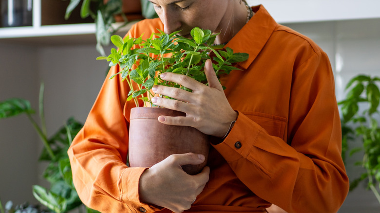 Woman smelling a mint plant in a pot