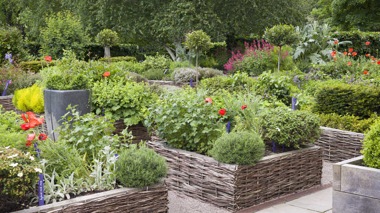 Raised beds in a garden with herbs and other plants