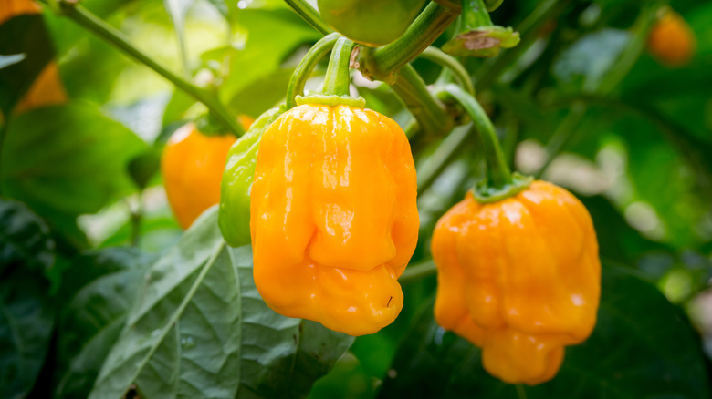 Closeup hot pepper on vine