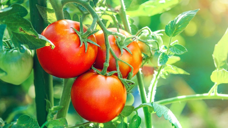 tomatoes growing in a vine in a garden
