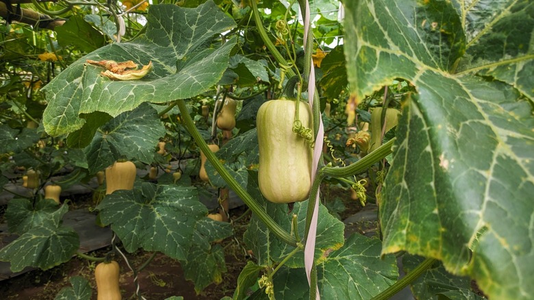 growing butternut squash with leaves