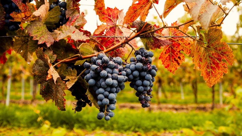 A vineyard in authumn