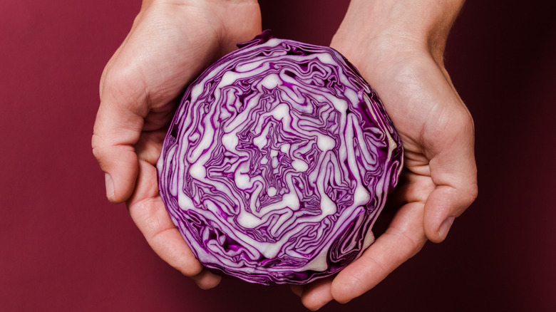 Hands cradle a head of red cabbage