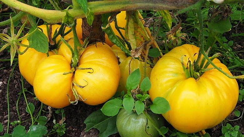 dixie golden giant tomatoes on the vine
