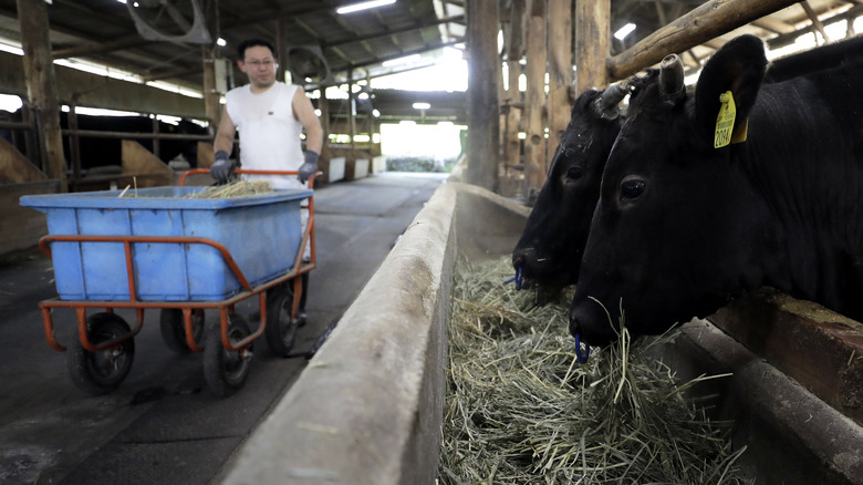 wagyu cattle feeding