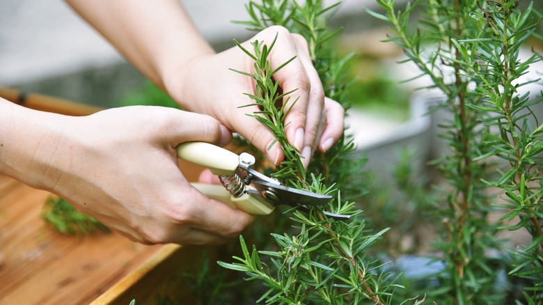 hands cut rosemary plant with clippers