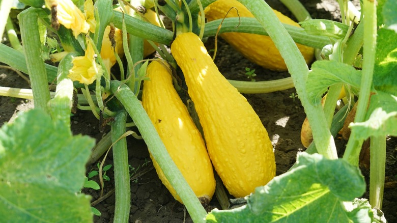 summer squash in garden with blossoms
