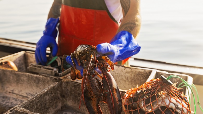 fishmonger holds out a live lobster