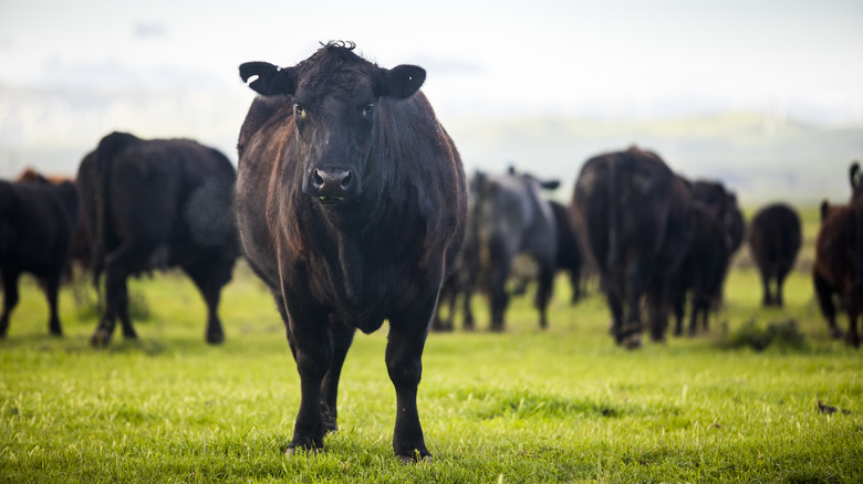 Cows graze a field in California