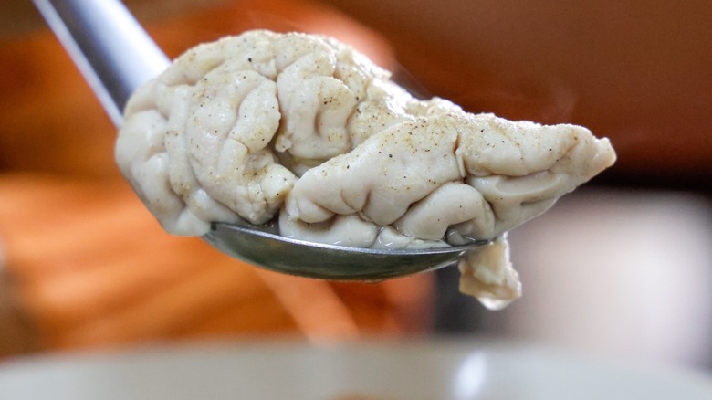 milk-soaked pig brain on a silver spoon