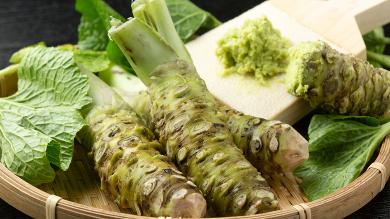 Real wasabi root
