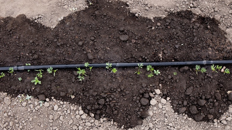 a soaker hose waters youbg plants