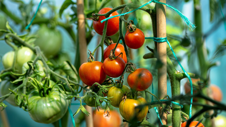 Tomatoes growing on the vine in a garden.