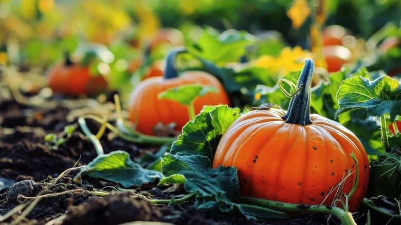 row of growing pumpkins in garden