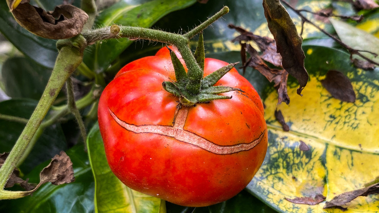 A tomato still on the vine with a large split on its upper side