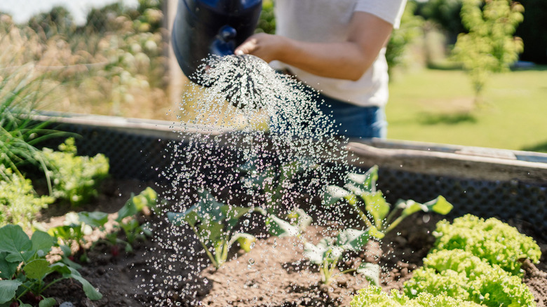 Someone watering some garden plants with a watering can, with the can facing the camera so the water sprays towards the shot