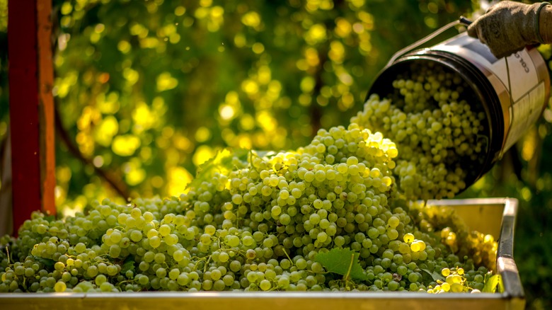 Glera grapes for Prosecco