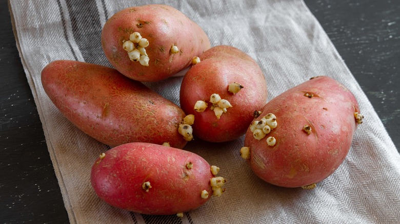 Red potatoes sprouting on a kitchen towel