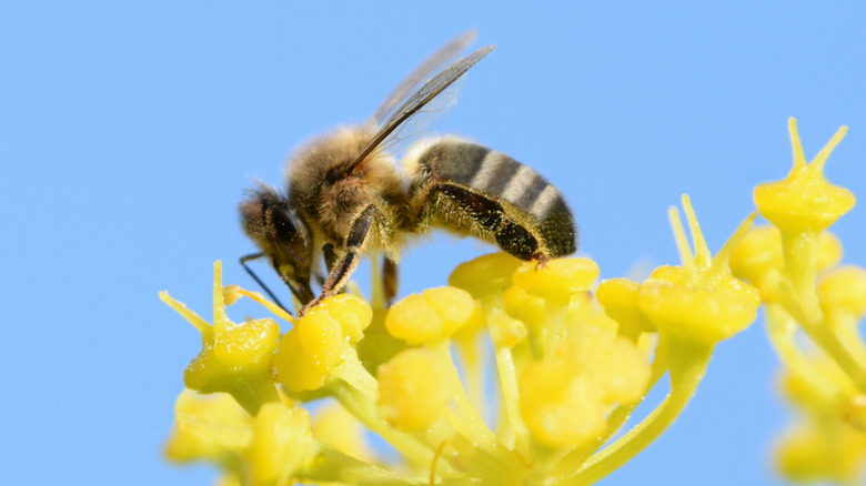 Close-up of a bee on a fennel flower