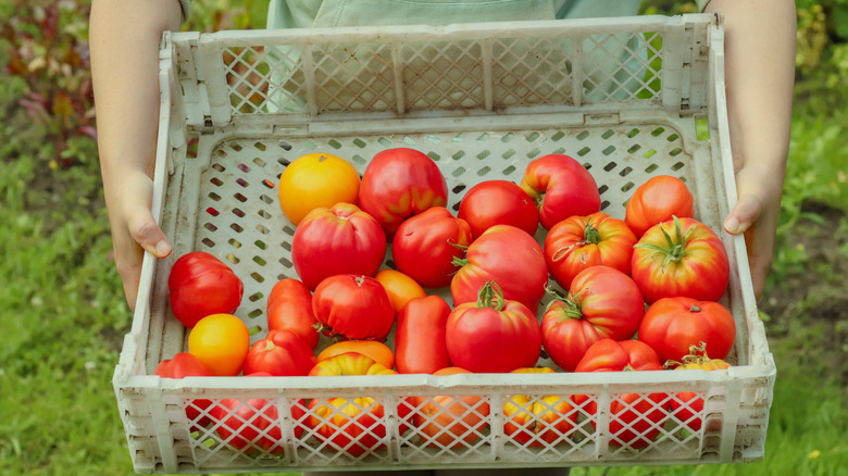 Person holding basket of freshly picked heirloom tomatoes