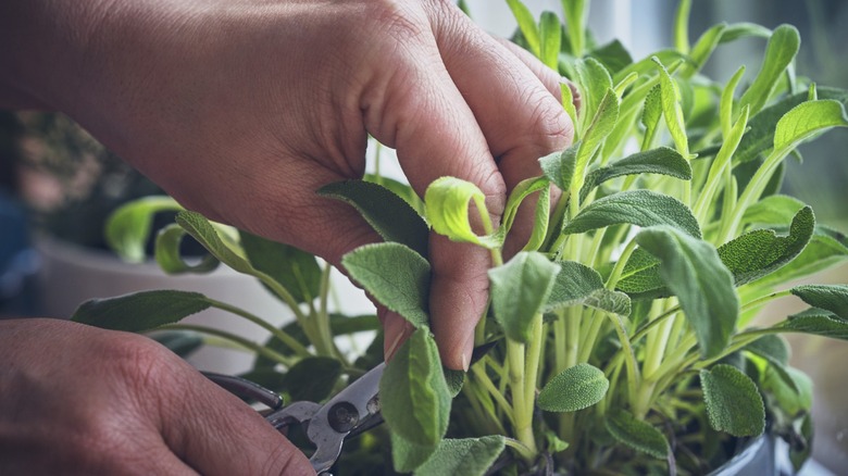 hands tend a potted sage plant