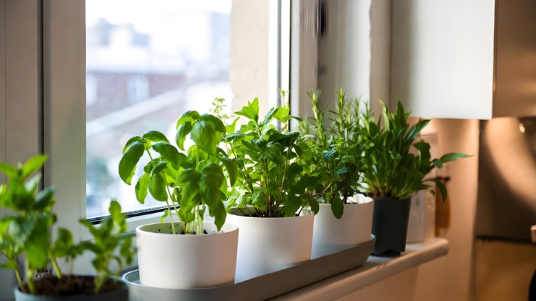 windowsill herb garden with white pots