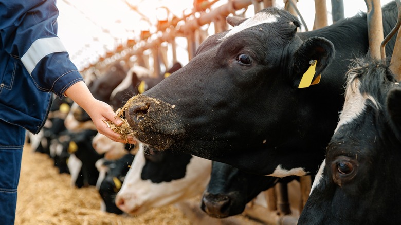 feeding cows at livestock farm