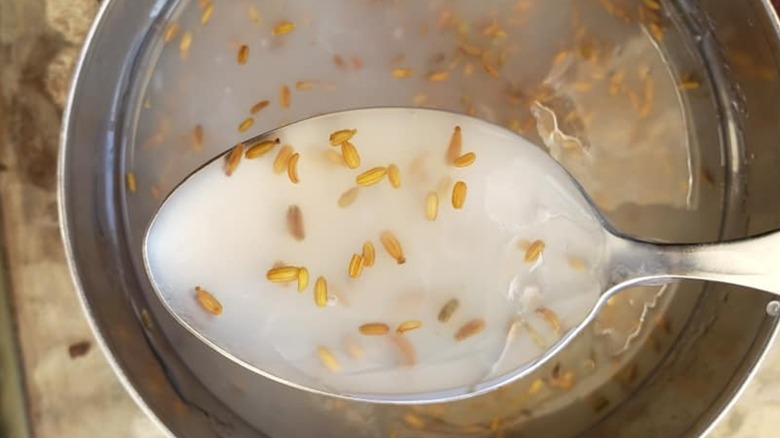 A spoon of cornstarch gel with carrot seeds in